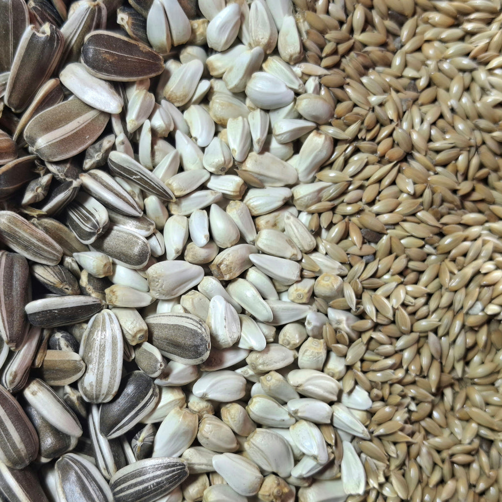 خلطة الببغاء الاساسية