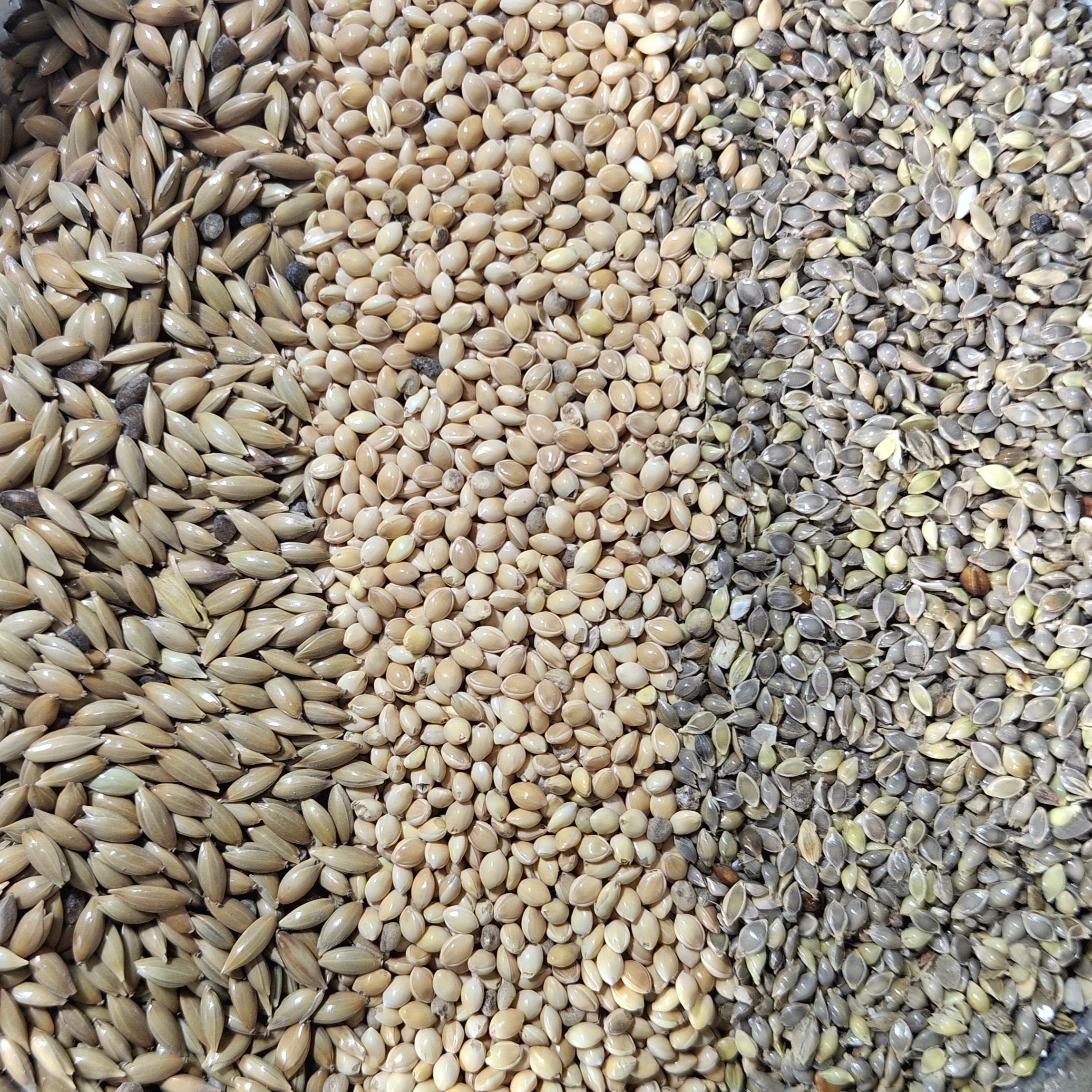 خلطة بادجى (استرالى )