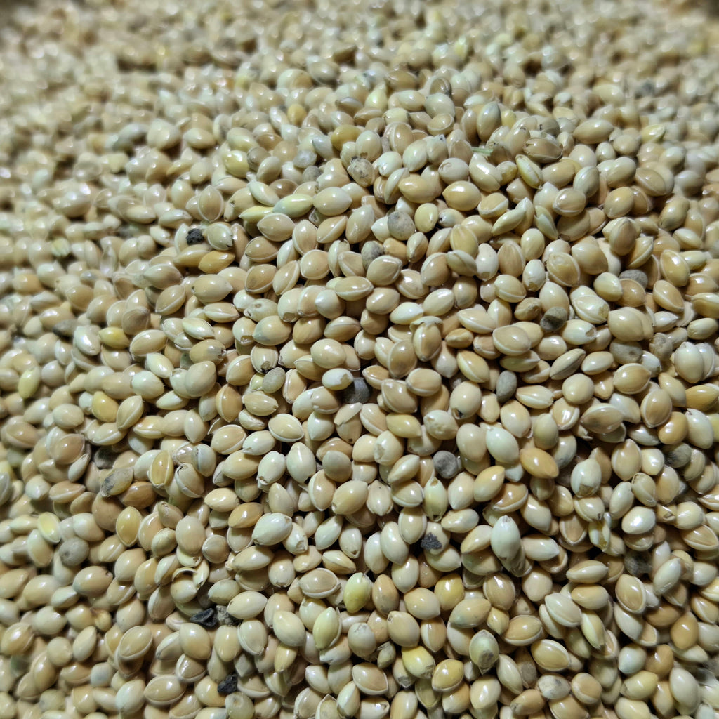 بلكم (بنكم)