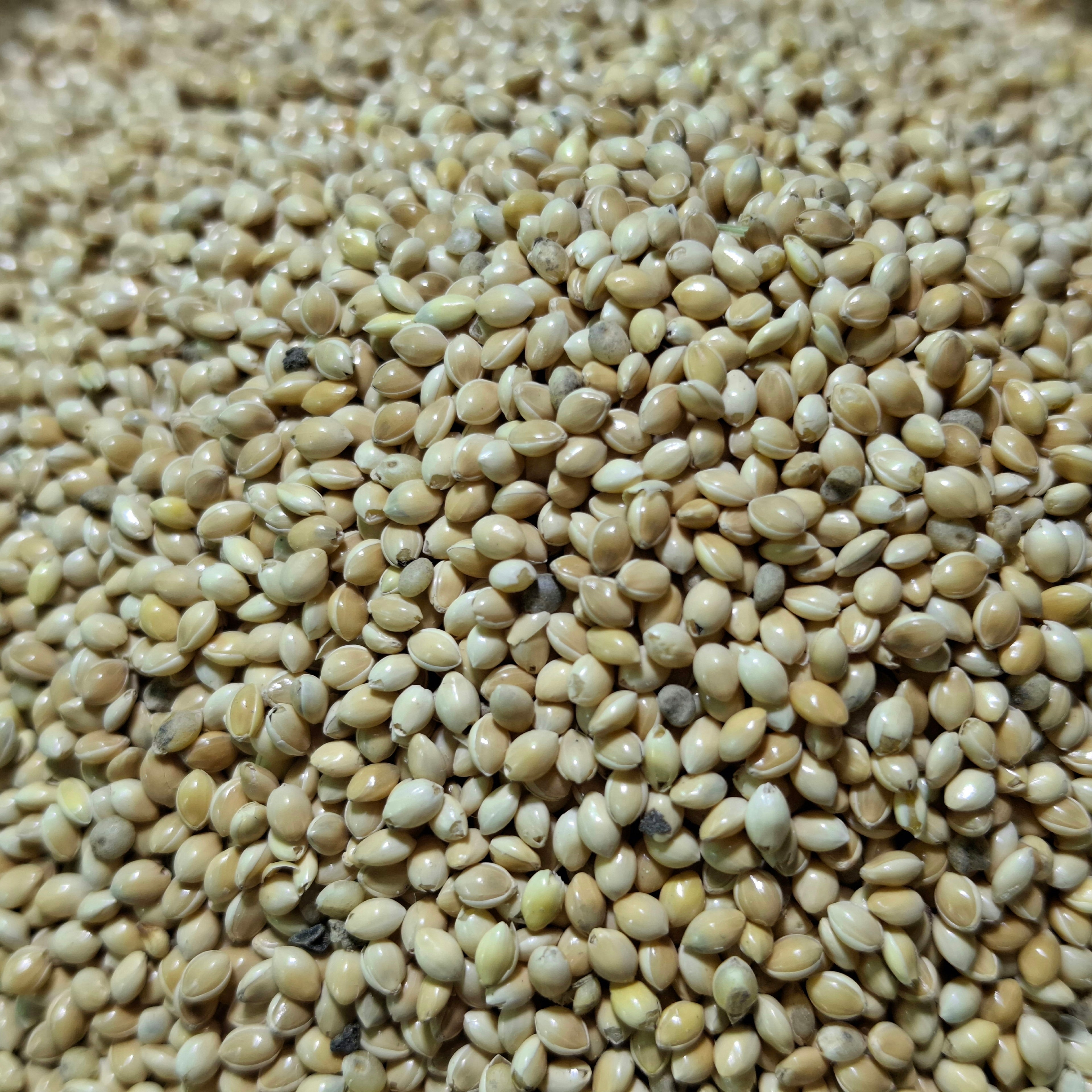 بلكم (بنكم)